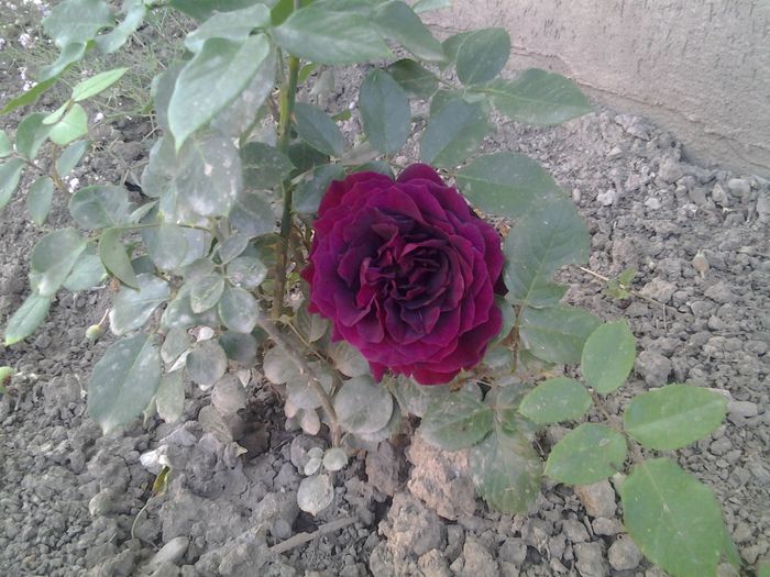 Dimov48 - FLORI 2015