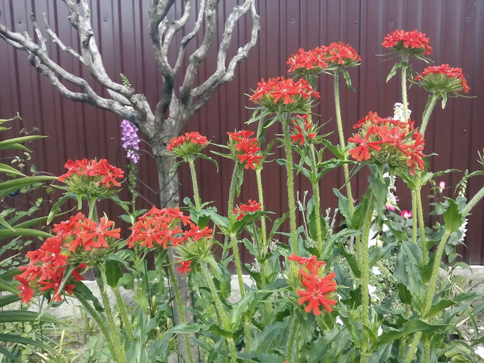 LYCHNIS CHALCEDONICA