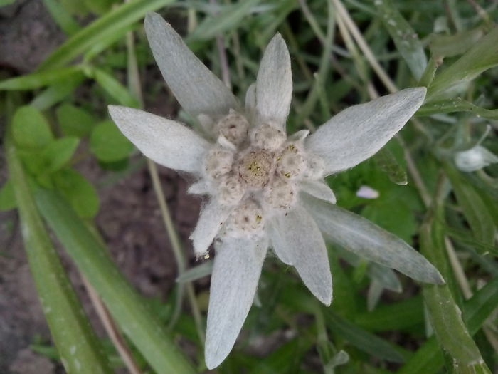 FLOARE DE COLT