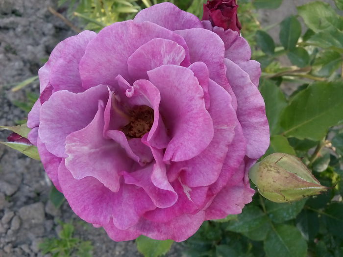 VIOLETTE PARFUMEE - 2015 Trandafiri I