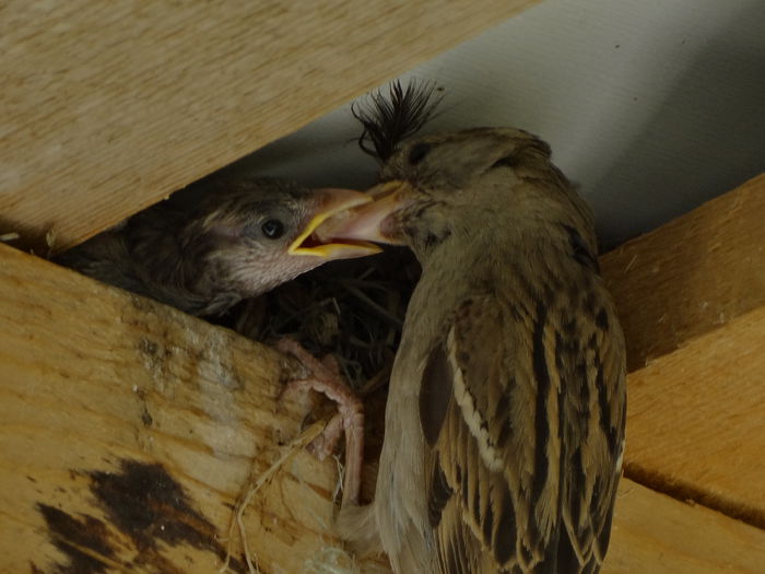 si ritualul continua - a-vizitatorii gradinii-2015