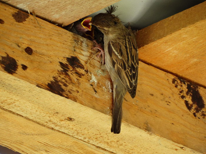 DSC08886 - a-vizitatorii gradinii-2015