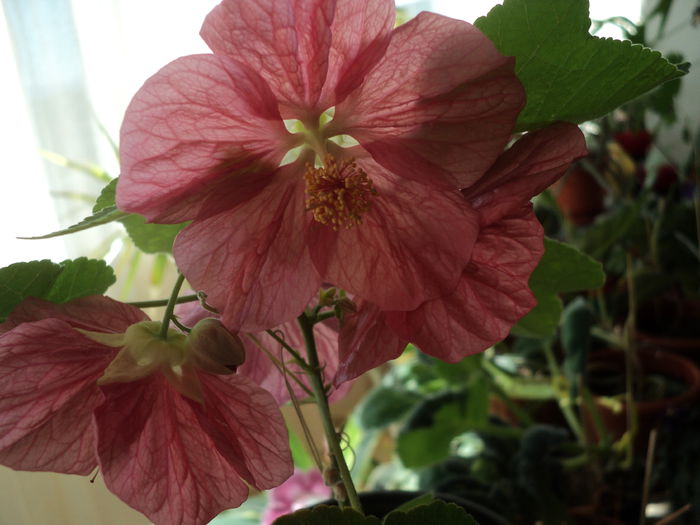 DSC08452 - Abutilon