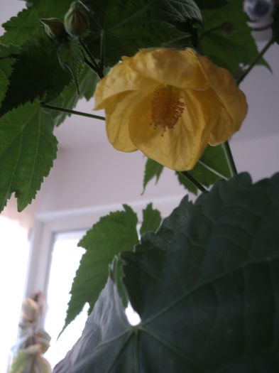 DSC08458 - Abutilon