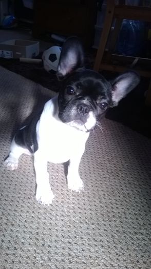 WP_20150302_003 - bulldog francez