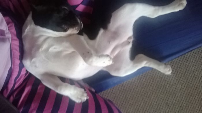 WP_20150320_001 - bulldog francez
