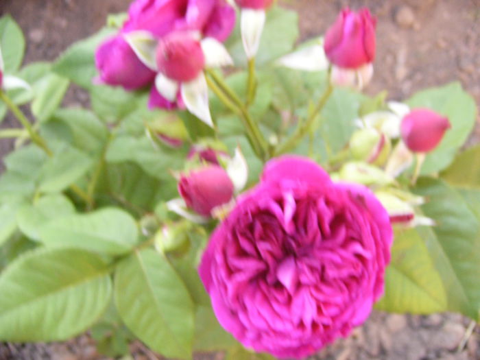 Rosa Purple Lodge