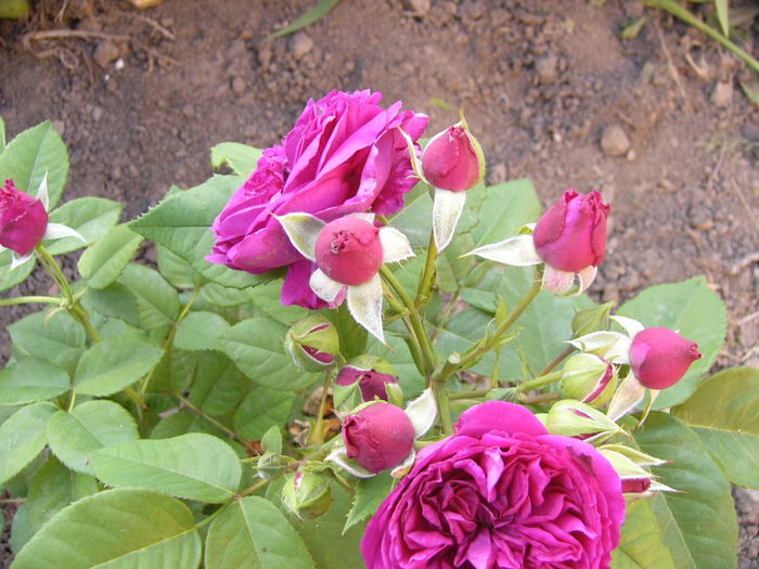 P1240642