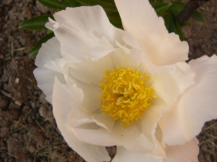 Paeonia Krinkled White