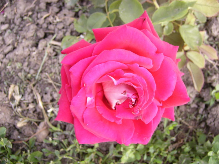 Rosa Osiria