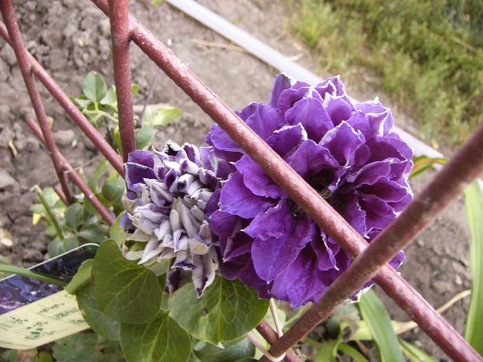 Clematis Shin-Shigyokie