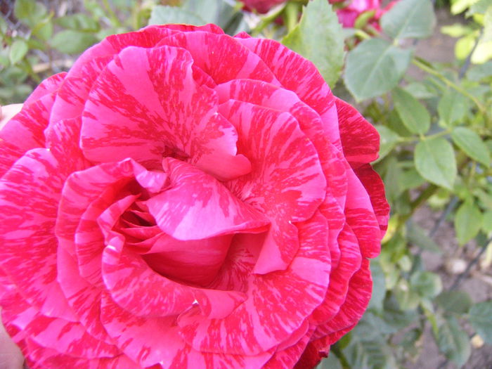 P1240672