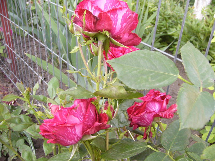 P1240675