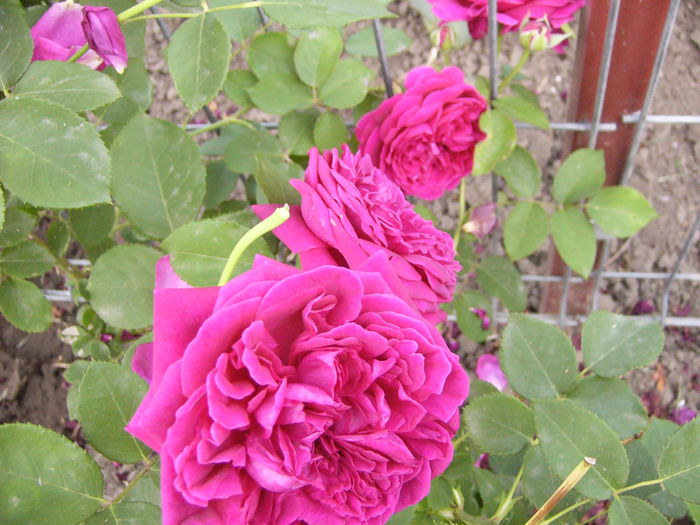 P1240682