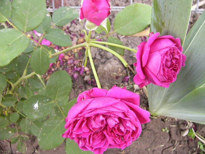 P1240683