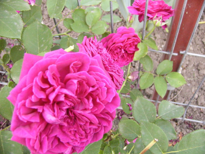 P1240684