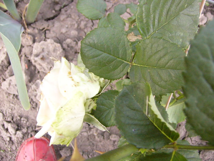 P1240691