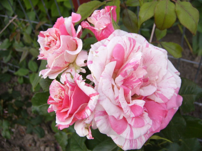 P1240693
