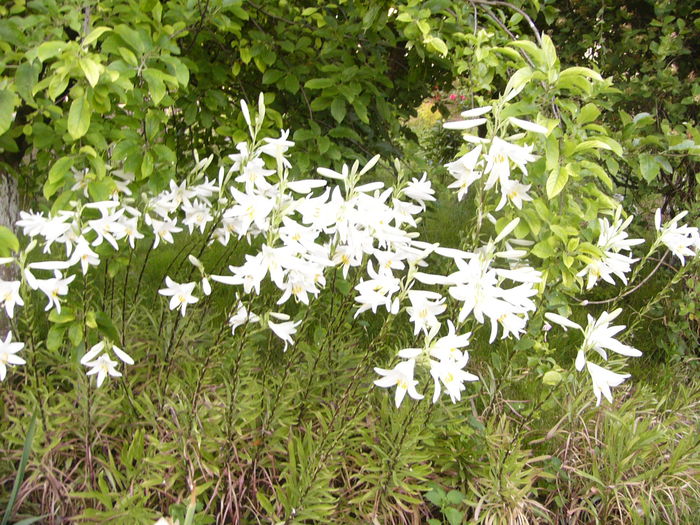 Lilium Candidum