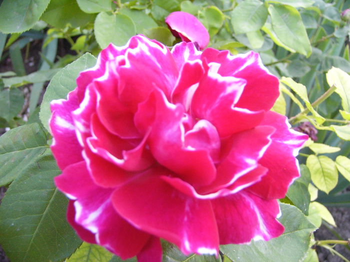P1240706