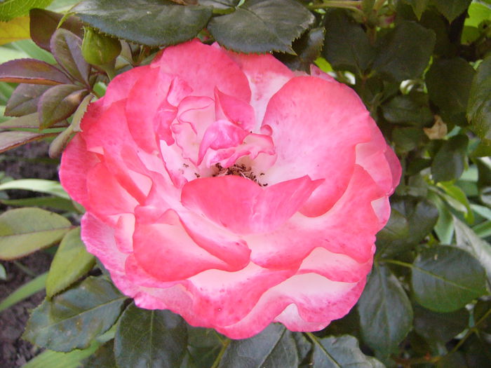 P1240708