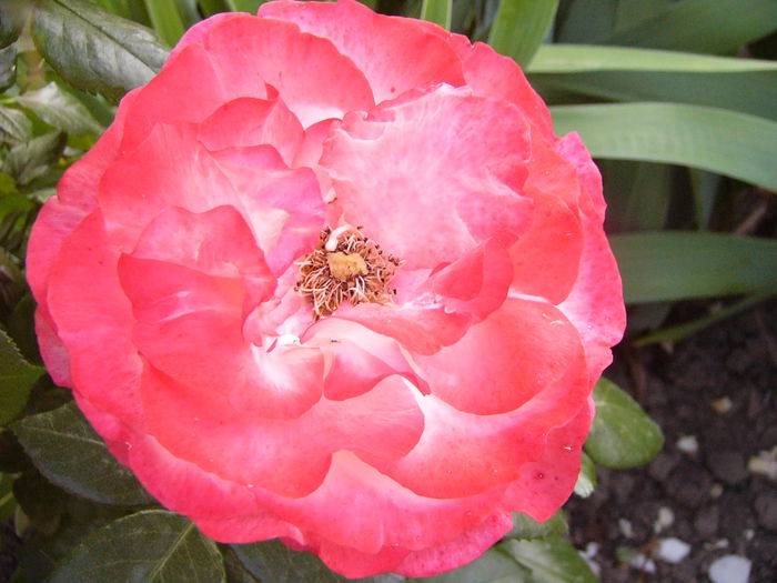 P1240709