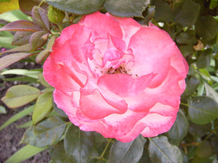 P1240710