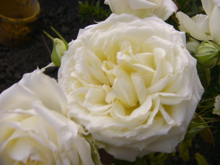 Rosa Elfe