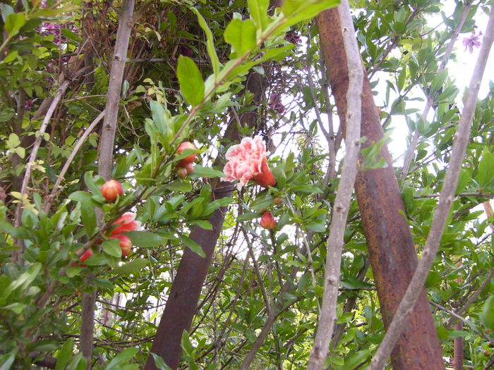 P1240715