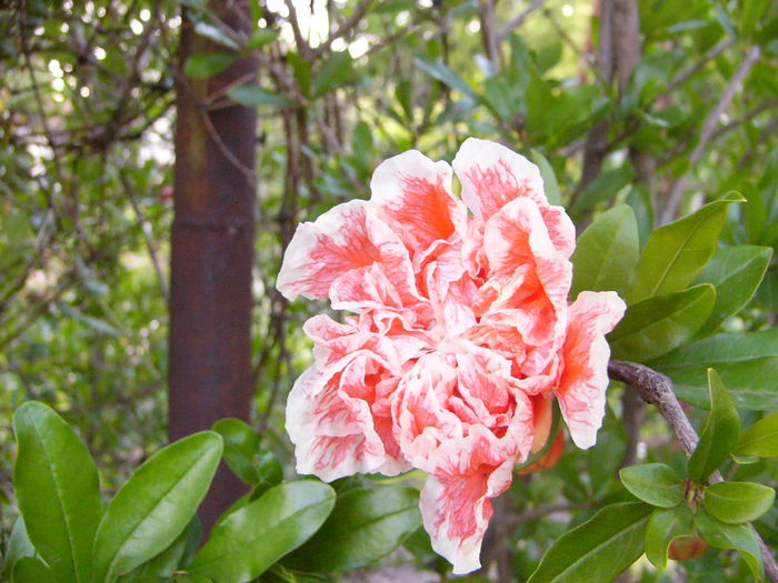 P1240716