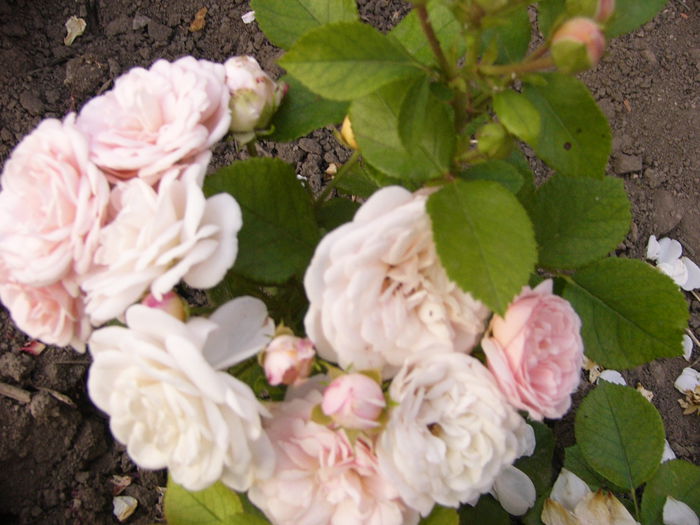 P1240723