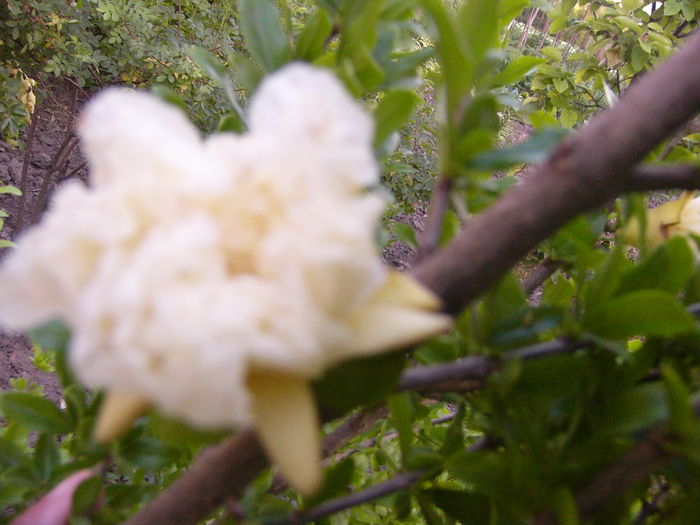 Punica granatum Luteum plenum