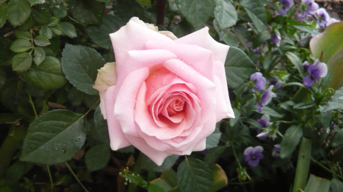 086 - Rose mini