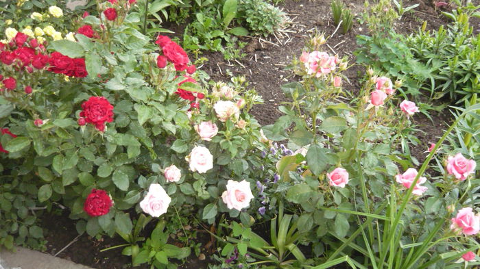 089 - Rose mini