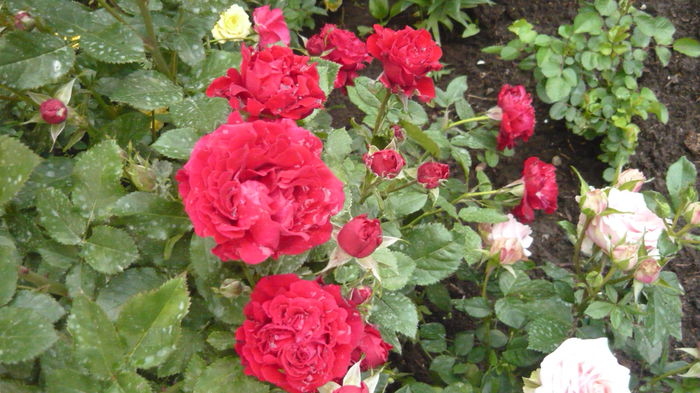 101 - Rose mini
