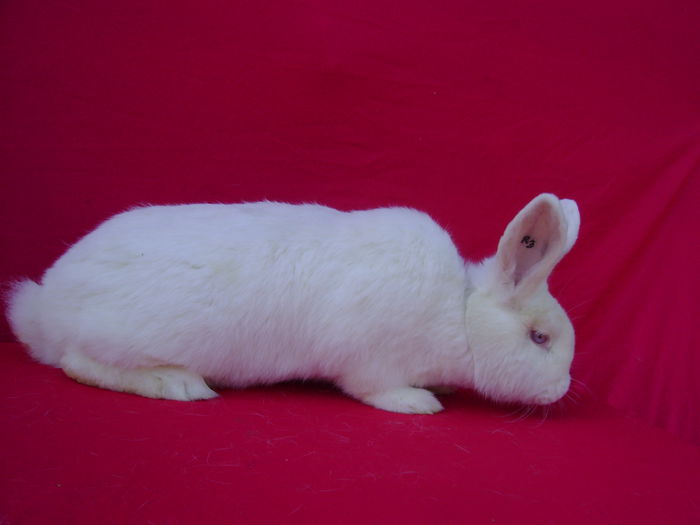 Fem R3 - 5 Luni - Galati - GL; Cuib 07.01.2015
Tatal M1 - Mama F
