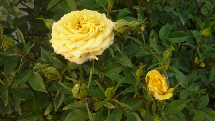 080 - Rose mini