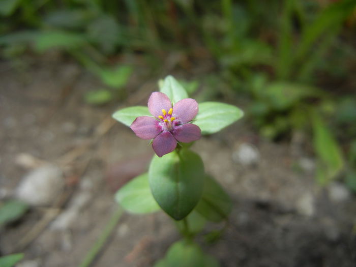 Anagallis arv. var. lilacina (2015, May31) - Anagallis arvensis Lilacina