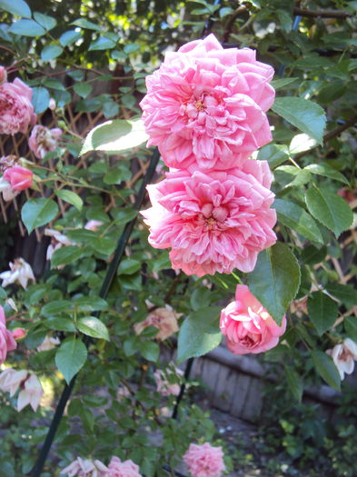 DSC09195