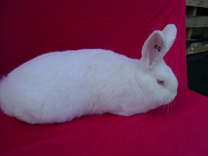 Fem R4 - 5 Luni - Galati - GL; Cuib 07.01.2015 Tatal M1 - Mama F
