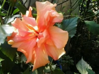 clasic apricot - Hibiscusi 1