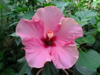 boreas pink - Hibiscusi 1