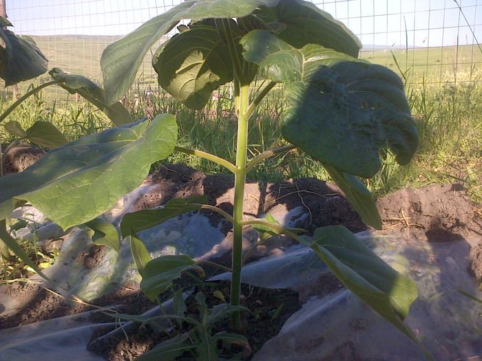 06.06.2015 - paulownia inceputul 2014