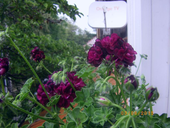 acceasi textura de catifea