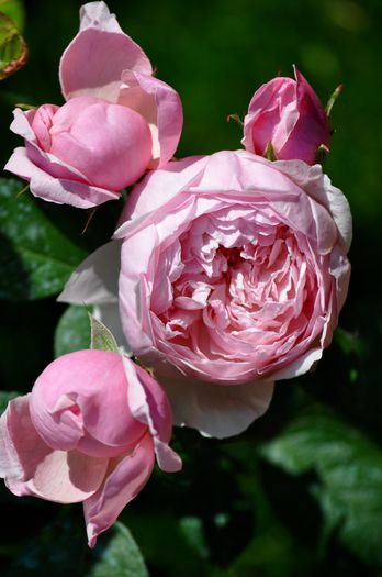 05.2015 - The Alnwick Rose