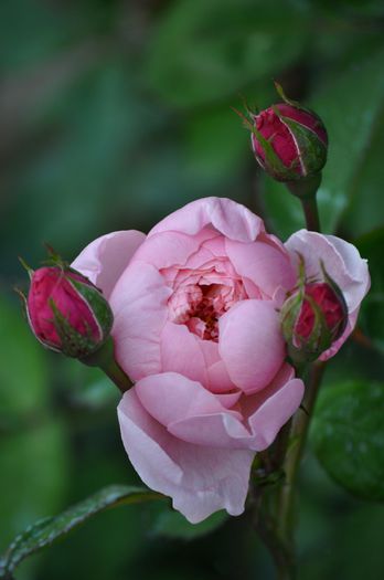 05.2015 - The Alnwick Rose