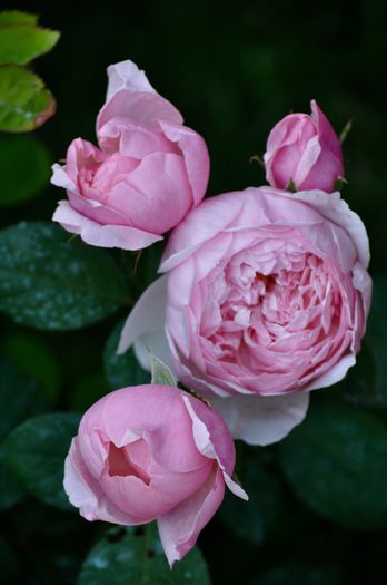 05.2015 - The Alnwick Rose