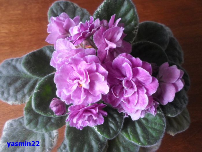 052  mai 2015 - Ma s Show Girl