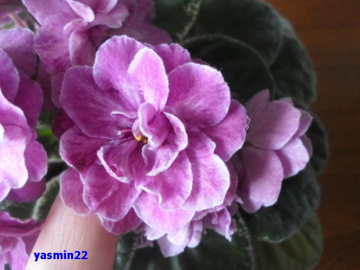 053  mai 2015 - Ma s Show Girl