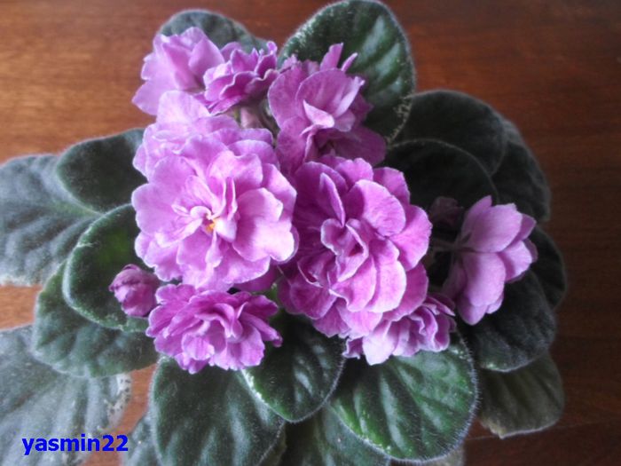 054  mai 2015 - Ma s Show Girl